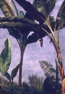 Banana Trees
