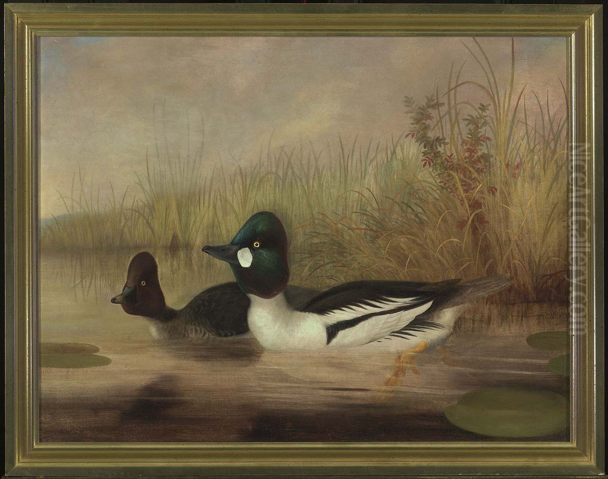 Buffel Head Ducks Oil Painting by Isaac Sprague Buffel Head Ducks Oil Painting by Isaac Sprague