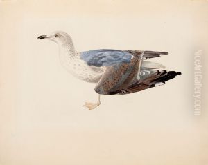 European Herring Gull