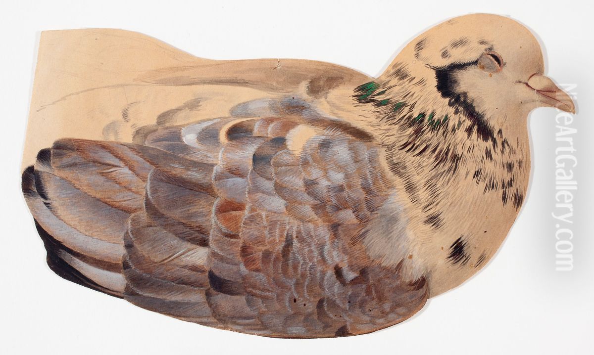 Pigeon, sketch Oil Painting by Ferdinand von Wright