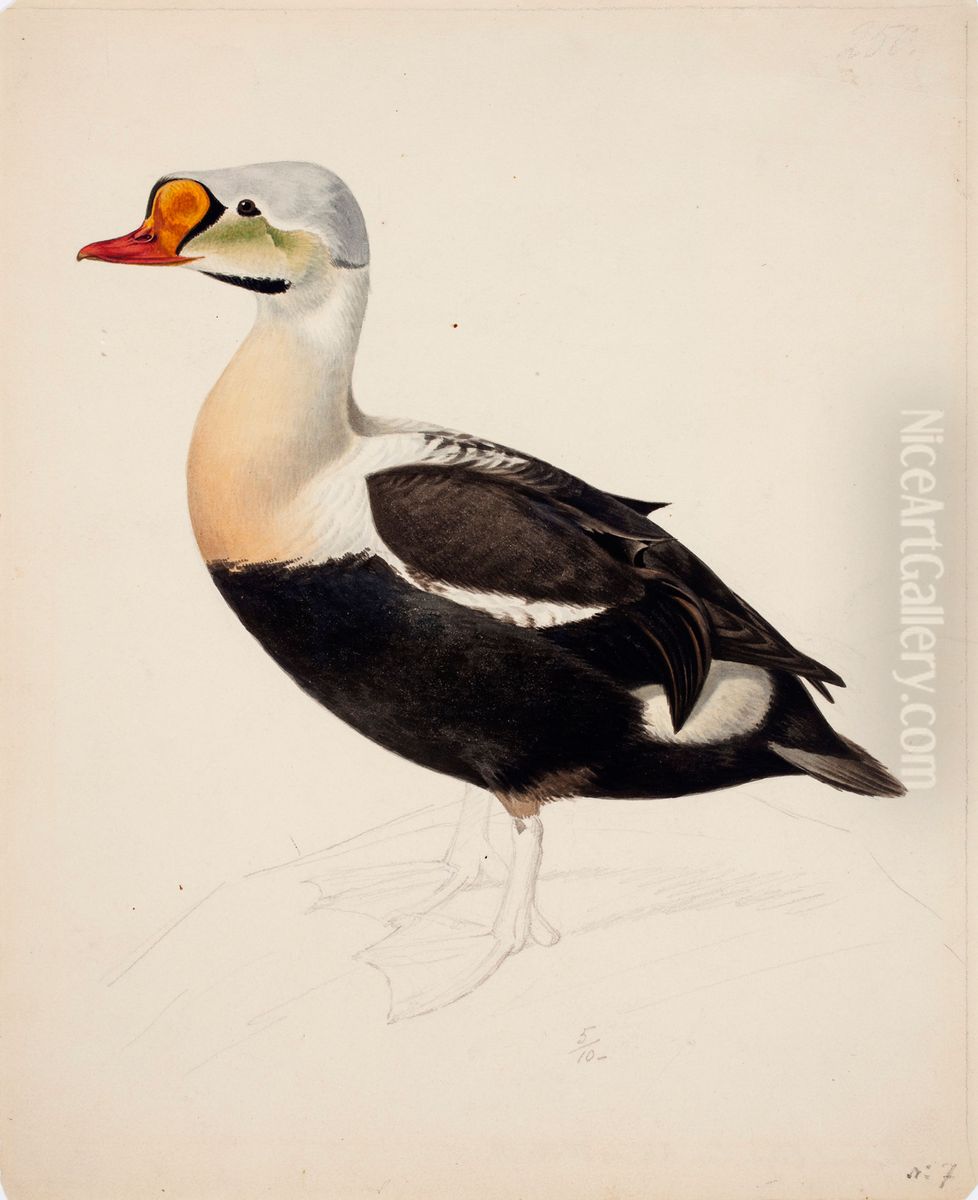 King Eider ; unfinished Oil Painting by Magnus Von Wright