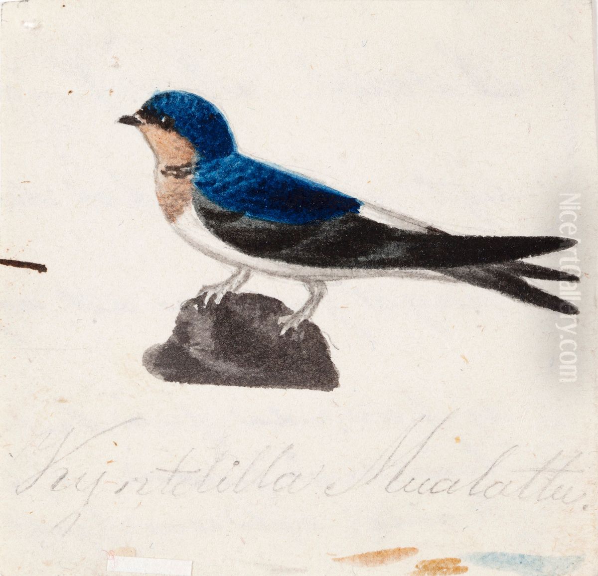 Barn Swallow Oil Painting by Ferdinand von Wright
