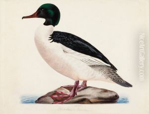 Goosander, Male