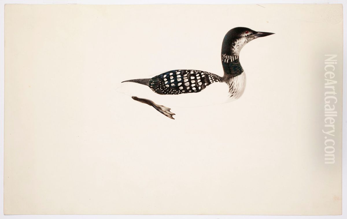 Great Northern Loon ; unfinished Oil Painting by Magnus Von Wright