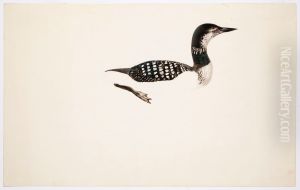 Great Northern Loon ; unfinished