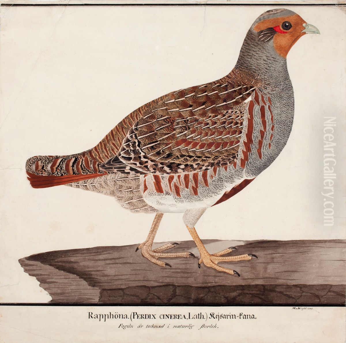 Grey Partridge Oil Painting by Magnus Von Wright