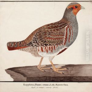 Grey Partridge