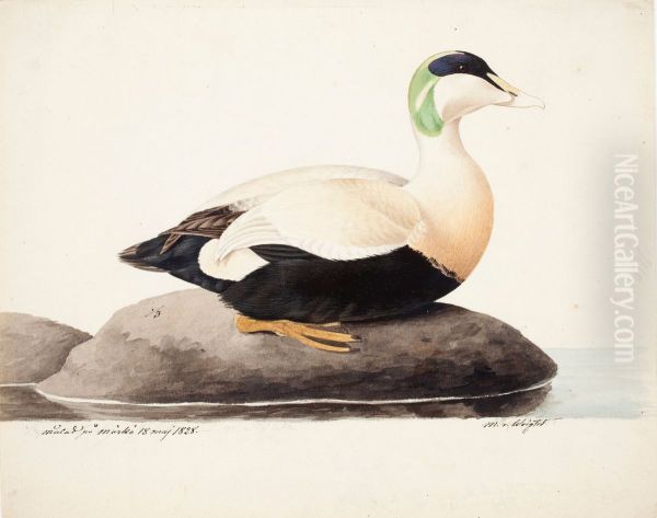 Common Eider, Male Oil Painting by Magnus Von Wright