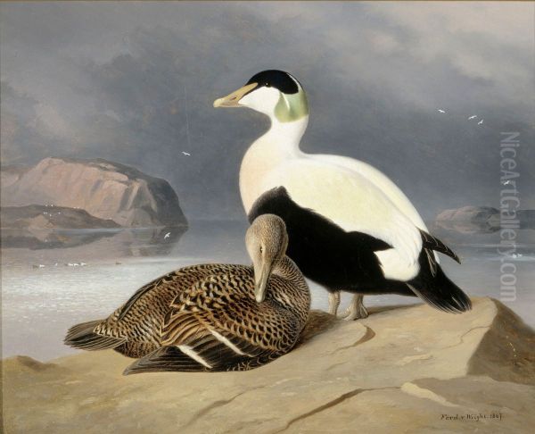 Kaksi haahkaa Oil Painting by Ferdinand von Wright
