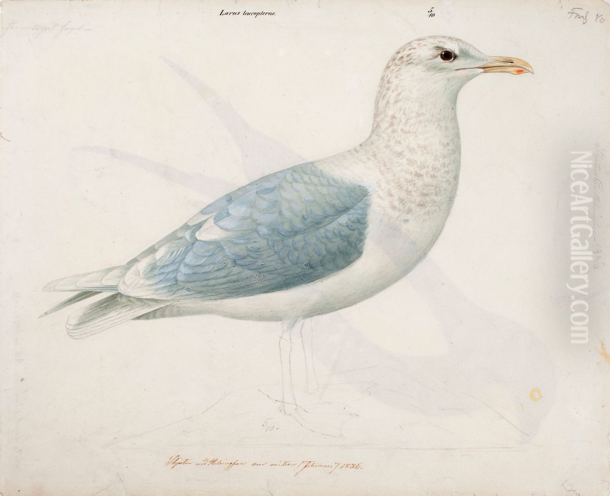 Iceland Gull Oil Painting by Magnus Von Wright