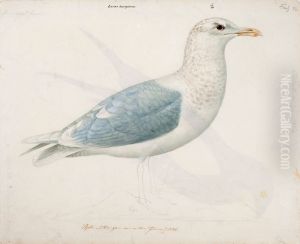 Iceland Gull