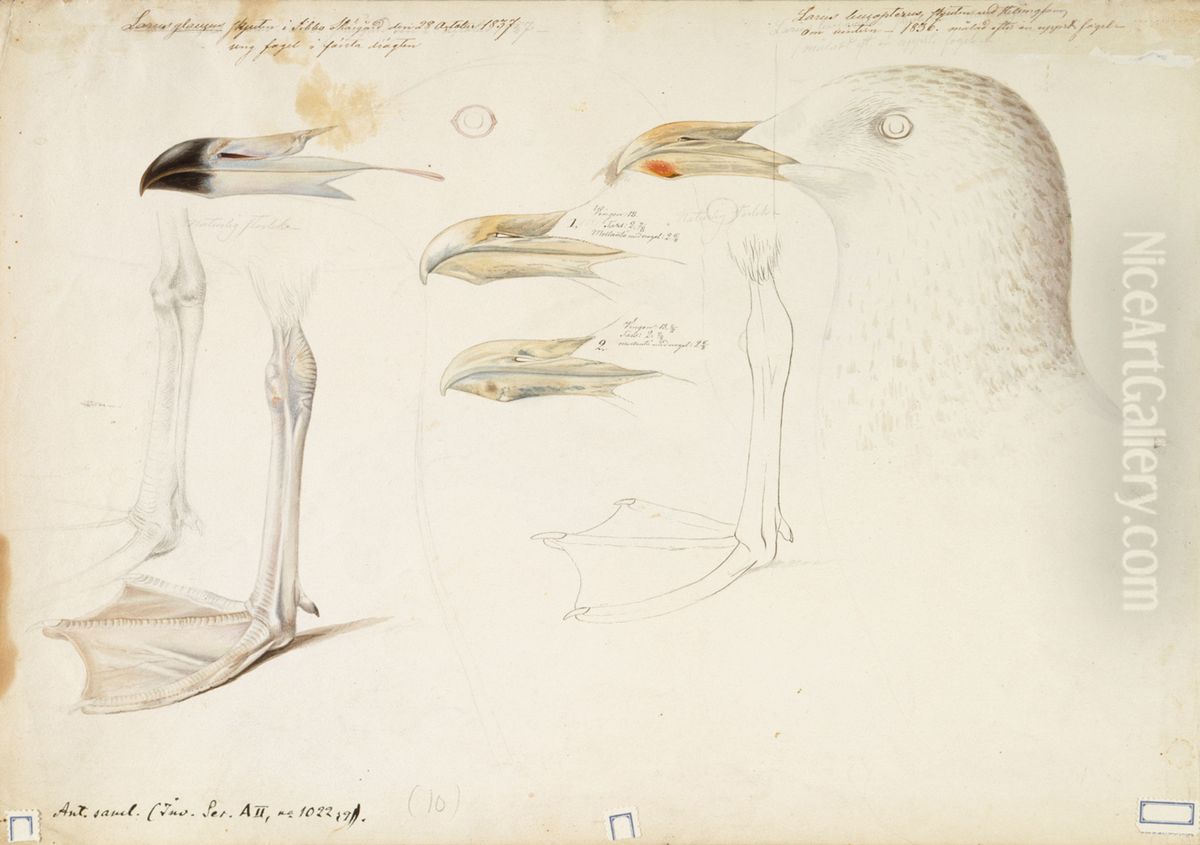 Glaucous Gull and Iceland Gull, sketch Oil Painting by Magnus Von Wright
