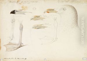 Glaucous Gull and Iceland Gull, sketch Glaucous Gull and Iceland Gull, sketch