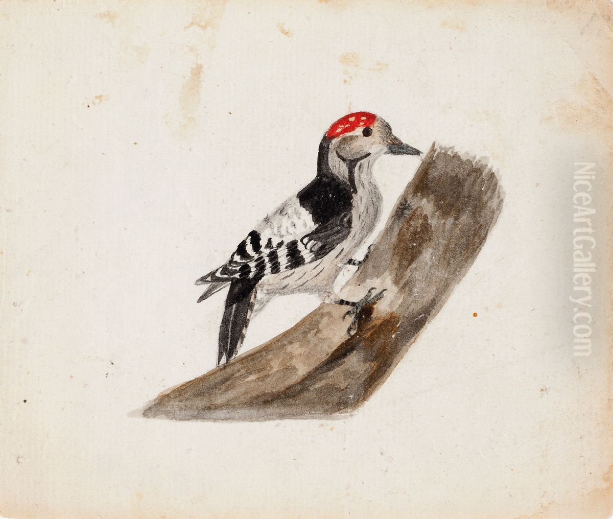 Lesser Spotted Woodpecker, Male Oil Painting by Ferdinand von Wright