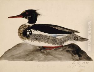 Red-Breasted Merganser, Male