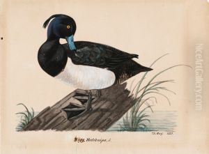 Tufted Duck Tufted Duck