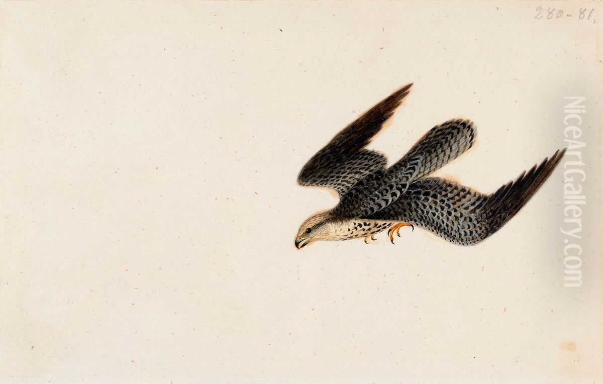 Eurasian Sparrowhawk Flying Oil Painting by Wilhelm Von Wright