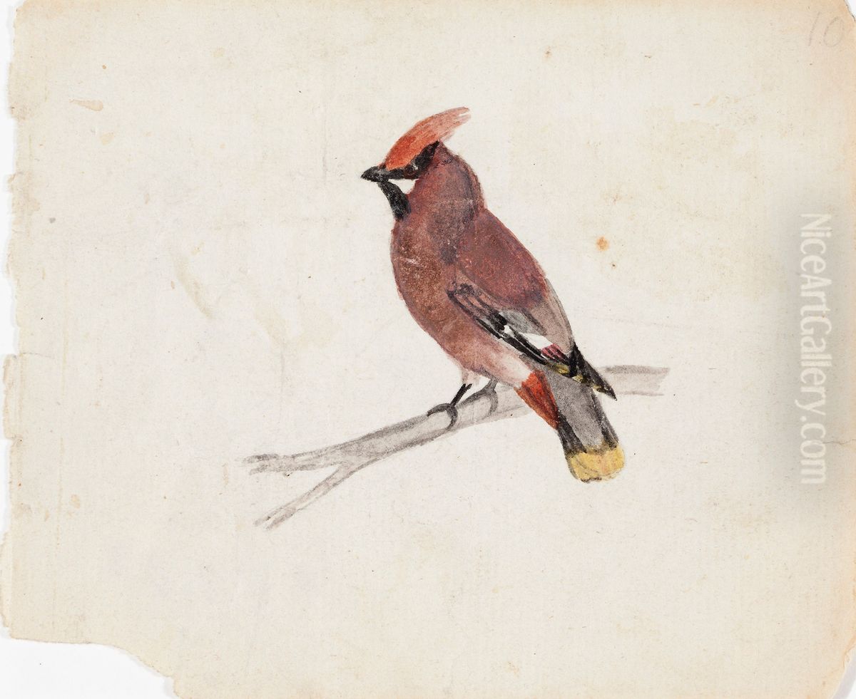 Bohemian Waxwing Oil Painting by Ferdinand von Wright