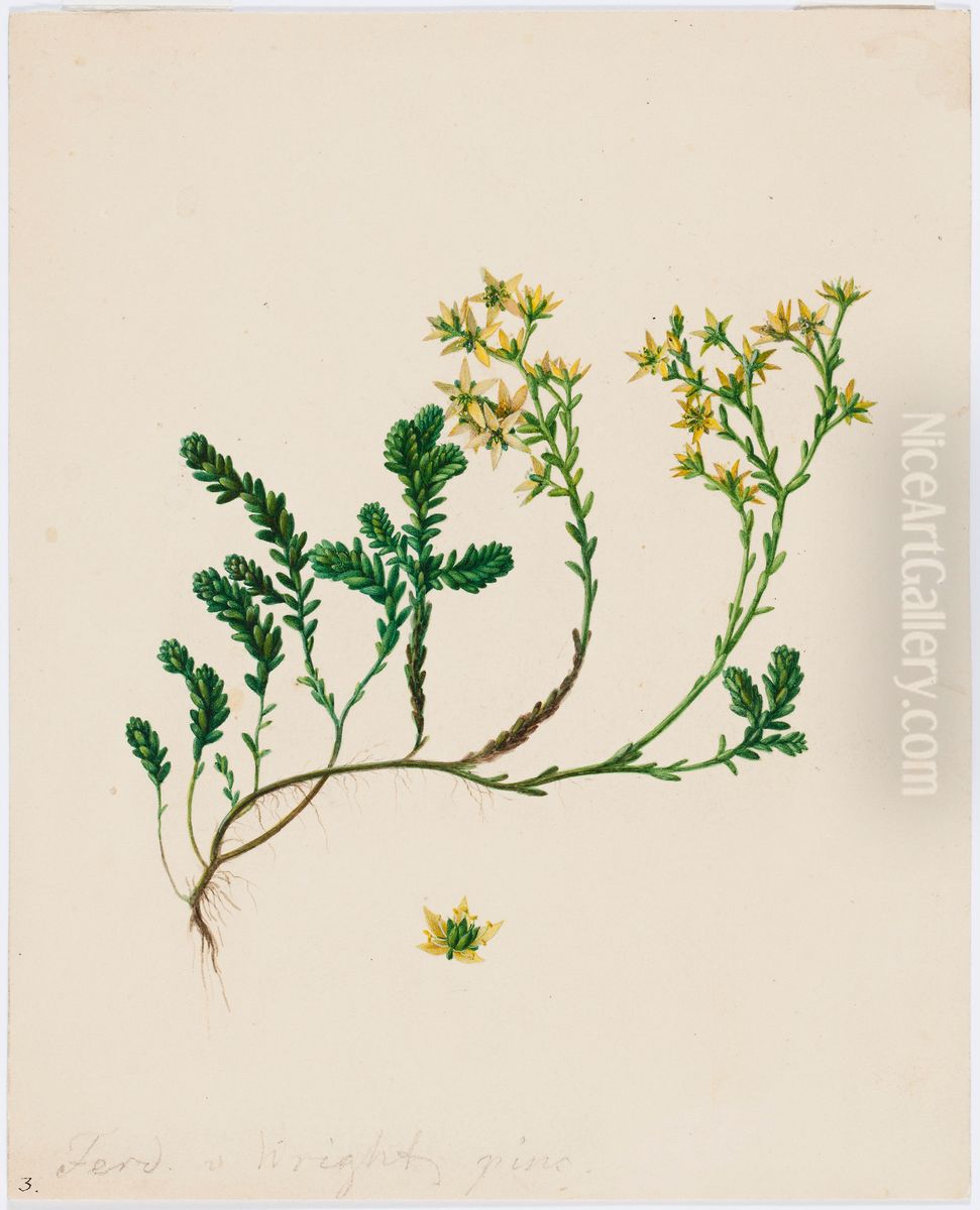 Maksaruoho Oil Painting by Ferdinand von Wright