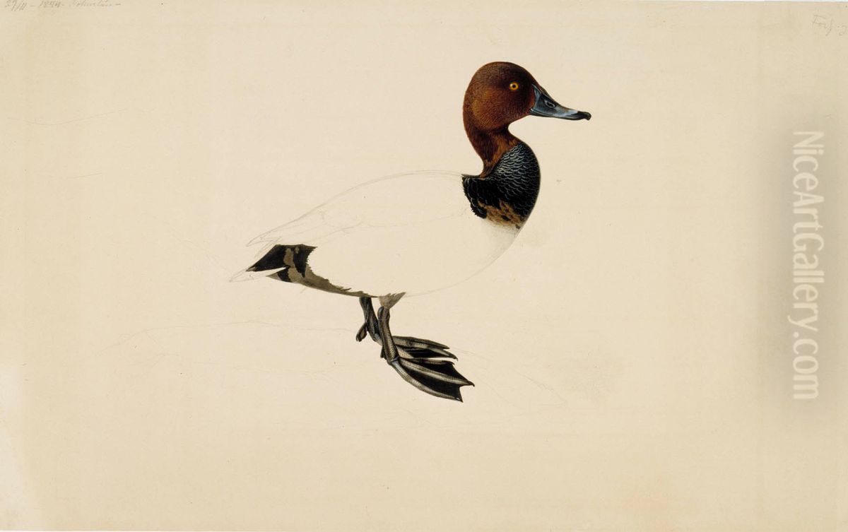 Common Pochard Oil Painting by Wilhelm Von Wright