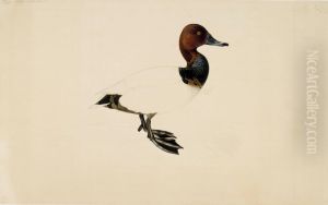 Common Pochard