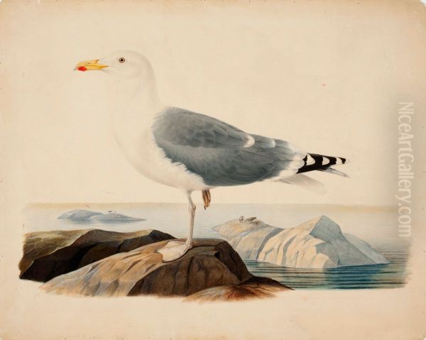 European Herring Gull Oil Painting by Ferdinand von Wright