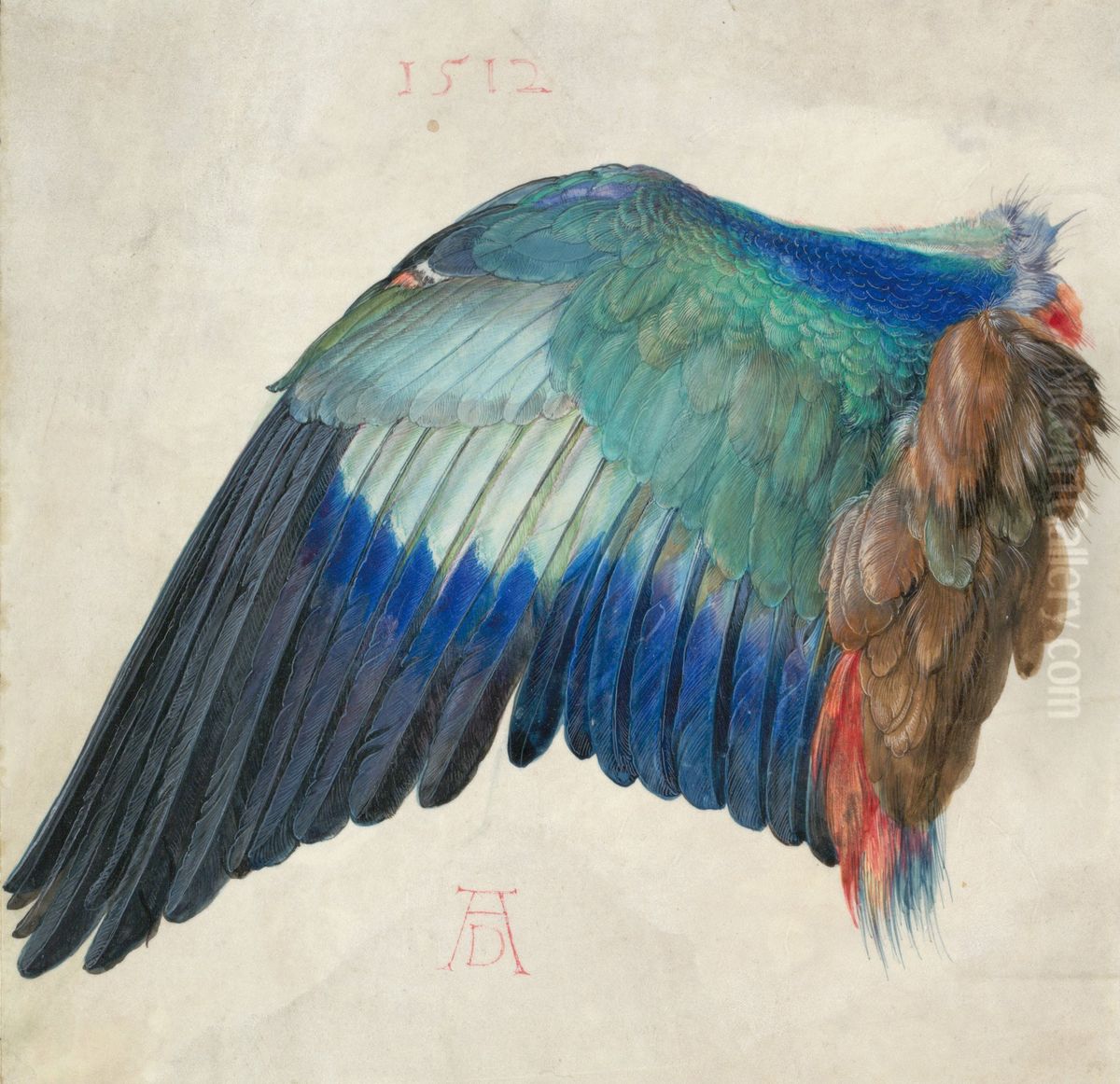 Wing of a European Roller Oil Painting by Albrecht Durer