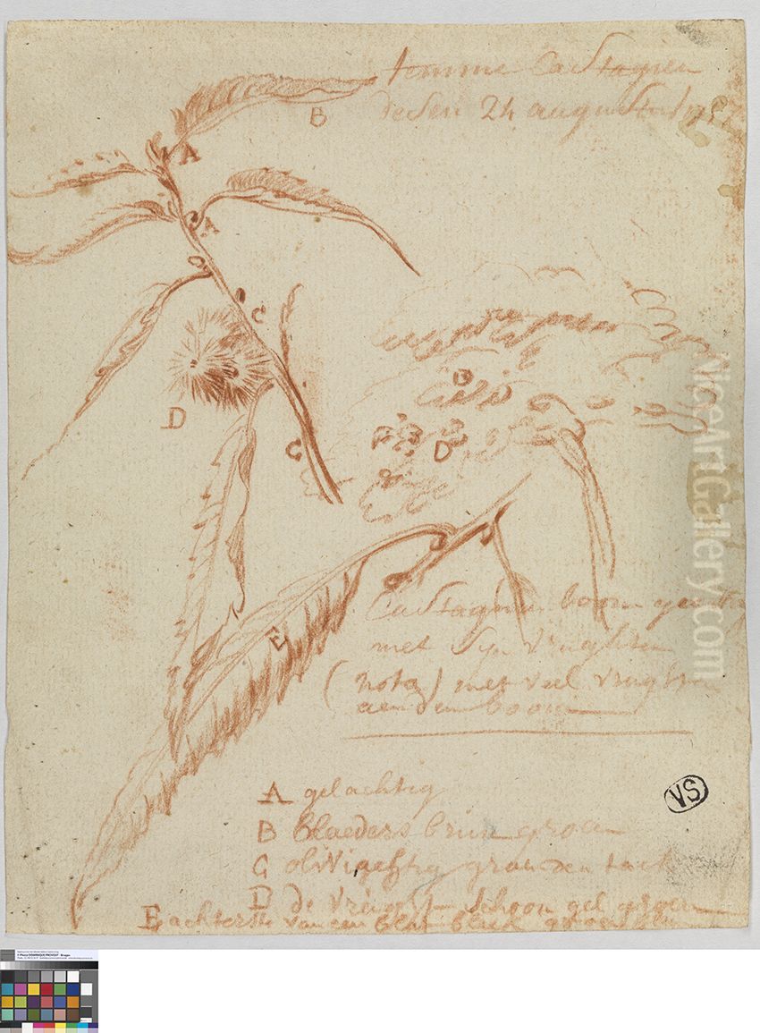 Studies van bladeren en vruchten van een kastanjeboom Oil Painting by Jan Anton Garemyn