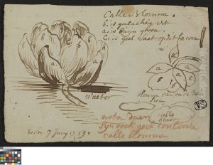 Studies van een waterlelie