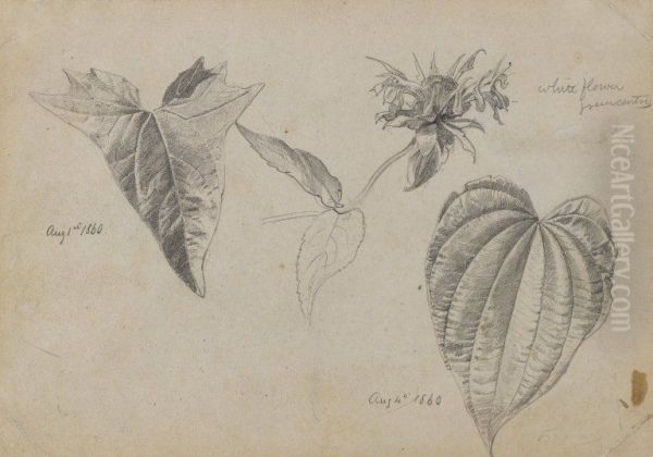 Plant Study Oil Painting by William Trost Richards