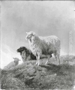 Schapen in een weide