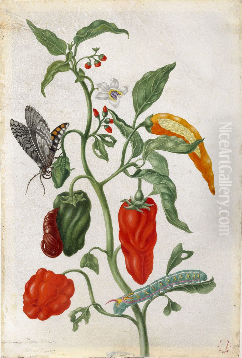 Indian pepper with examples of a butterfly, chryslais and caterpillar Oil Painting by Maria Sibylla Merian