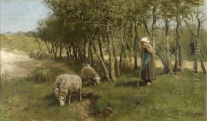 Sheep in Dekkersduin
