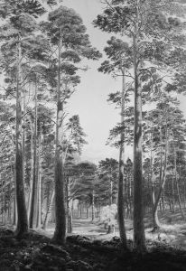 The Ballochbuie Forest