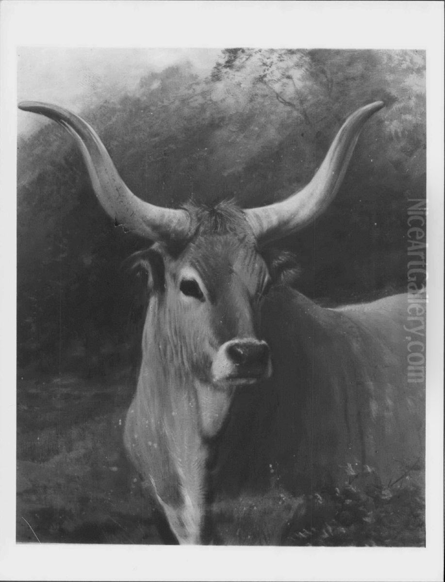 A Spanish Ox Oil Painting by Charles Burton Barber