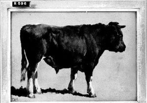 Black bull