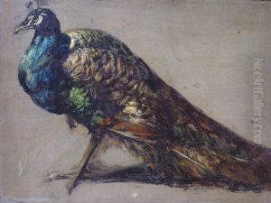 Study of a Peacock for 'The Judgement of Paris'