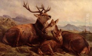 Morning with the Wild Red Deer