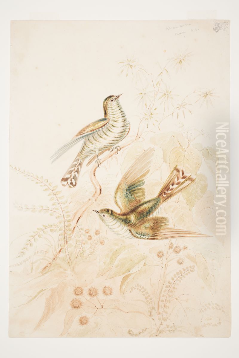 Pipi wau rau roa (Pipiwharauroa) Cuckoo N.Z. Oil Painting by Charles Heaphy
