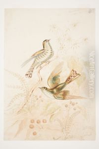 Pipi wau rau roa (Pipiwharauroa) Cuckoo N.Z. Pipi wau rau roa (Pipiwharauroa) Cuckoo N.Z.
