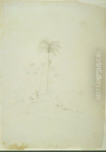 Cocoa Nut Trees. Nuigone, Loyalty Islands