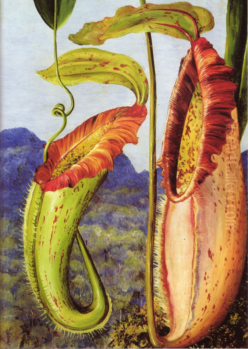 A New Pitcher Plant from the Limestone Mountains of Sarawak, Borneo Oil Painting by Marianne North A New Pitcher Plant from the Limestone Mountains of Sarawak, Borneo Oil Painting by Marianne North