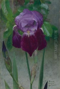 Iris
