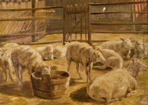 Sheep in a fold