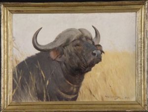 Kop van een Afrikaanse buffel