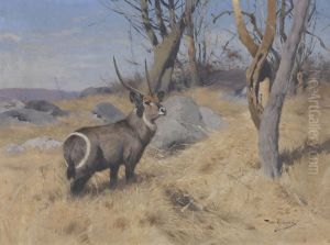 Waterbok