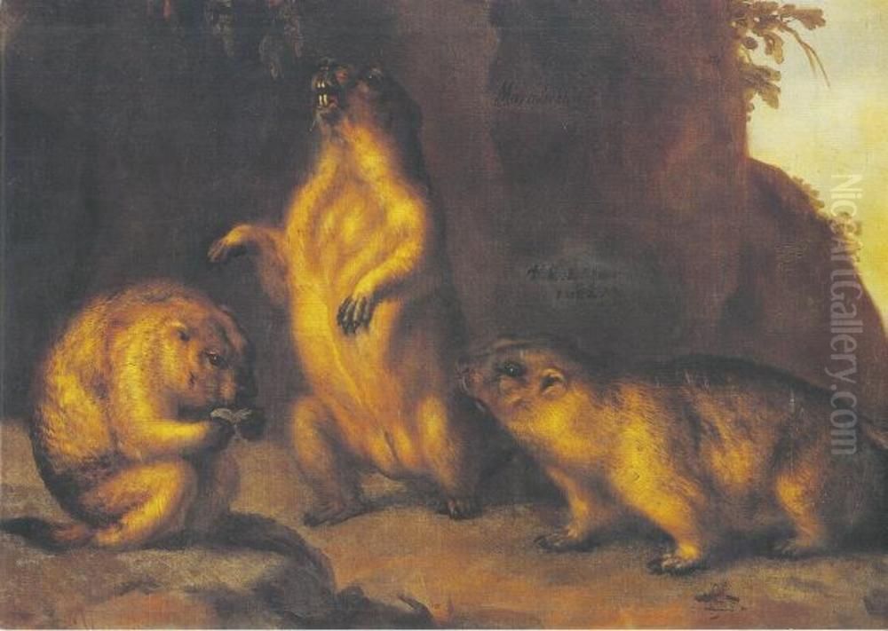 Marmot Oil Painting by David Klocker Ehrenstrahl