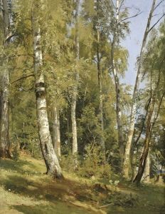 Birch Grove