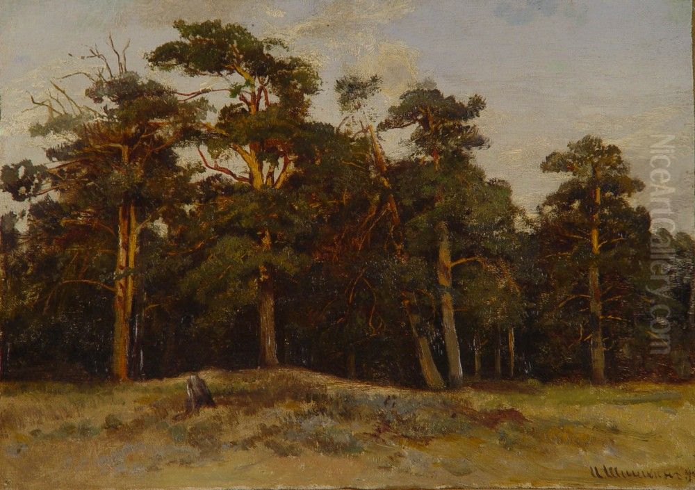 <<Sosny>> Oil Painting by Ivan Shishkin