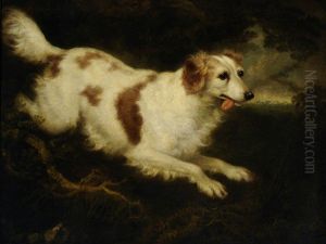 'Dash' a Spaniel